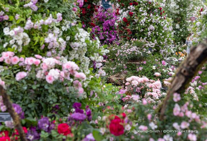 Chelsea Flower Show 2027 copyright RHS